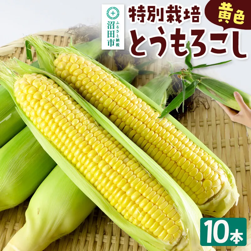 沼田市産 特別栽培のとうもろこし 10本 黄色 ゴールドラッシュ [黄色い とうもろこし トウモロコシ ごーるどらっしゅ ゴールドラッシュ スイートコーン イエローコーン] 群馬県沼田市
