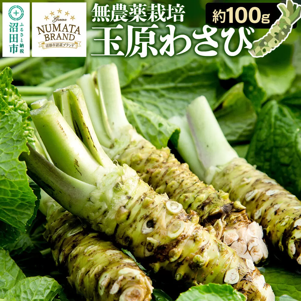 ぬまたブランド農産物 玉原わさび 生ワサビ 約100g [生わさび 生ワサビ 生山葵 本わさび 本ワサビ 本山葵] 群馬県沼田市