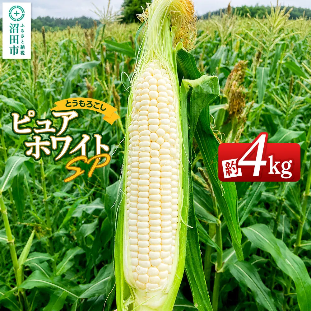 《7月下旬〜9月上旬発送》とうもろこし ピュアホワイトSP 約4kg（8〜12本）山口いちご園 群馬県沼田市
