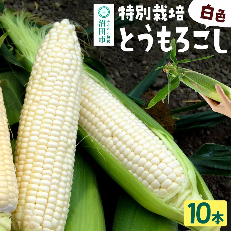 沼田市産 特別栽培のとうもろこし 10本 白色 ホイップコーンまたはロイシーコーン [白い とうもろこし トウモロコシ ホイップ ほいっぷ ロイシー ろいしー スイートコーン ホワイトコーン] 群馬県沼田市