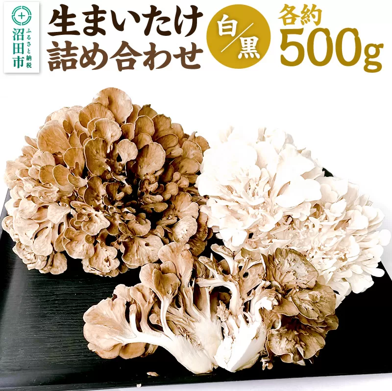 [2026年1月発送]生まいたけ(白・黒)各約500g 詰め合わせ おいがみ舞茸園 群馬県沼田市