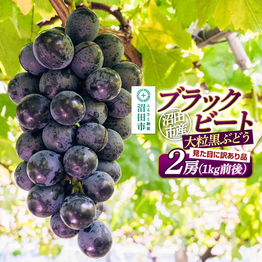 沼田市産 ぶどう ブラックビート 2房(1kg前後)ご家庭用 まるいぶどう園 [葡萄 ぶどう ブドウ ご家庭用] 群馬県沼田市
