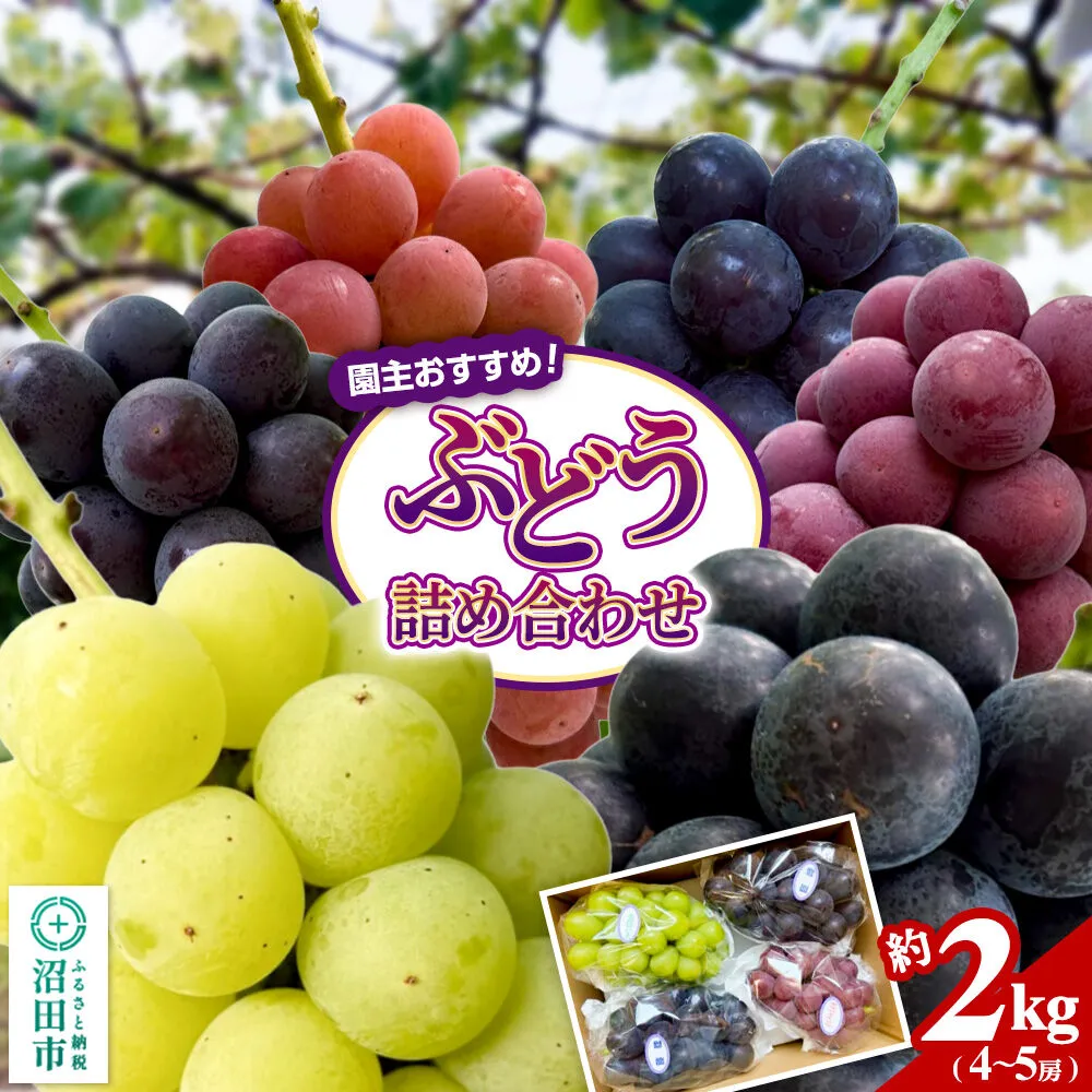 園主おすすめ！ ぶどう詰め合わせ 約2kg（4〜5房）群馬県 沼田市 やまいしぶどう園 群馬県ぶどう品評会群馬県知事賞受賞 [ぶどう 大粒 フルーツ 果物 美味 おいしい 葡萄 ブドウ 巨峰 食べ比べ] 群馬県沼田市