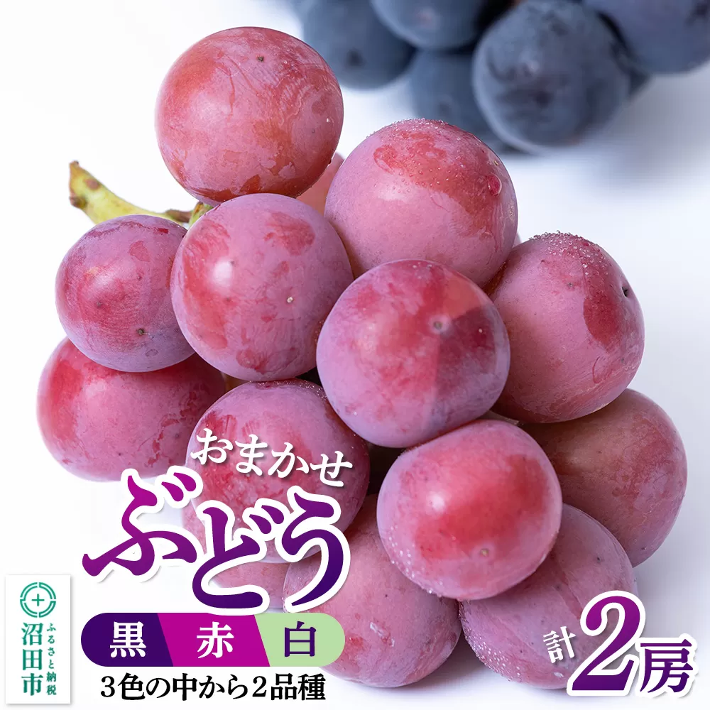 沼田市産 ぶどう 2房セット（黒・赤・白から品種おまかせで2種）ぶどう農園 ラ・テール 沼田市