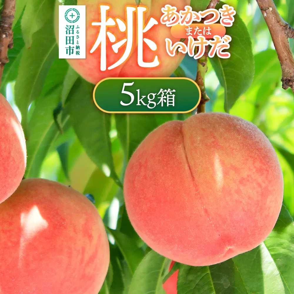 《7月下旬〜8月上旬発送》桃「あかつき」または「いけだ」5kg箱