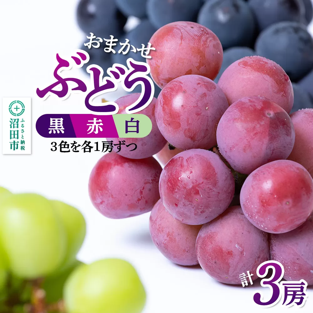 沼田市産 ぶどう 3房セット（黒・赤・白／各1房ずつ）ぶどう農園 ラ・テール 沼田市
