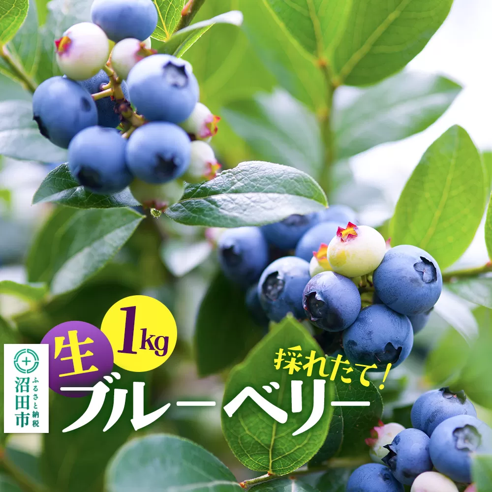 《7月中旬〜9月下旬発送》採れたて！生ブルーベリー1kg【群馬県沼田市利根町産】