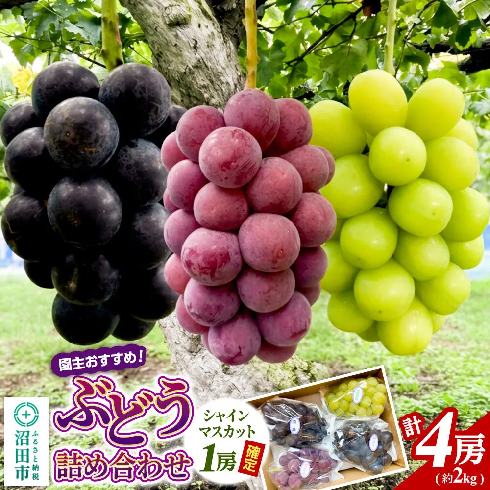 園主おすすめ！ ぶどう詰め合わせ 計4房（約2kg）シャインマスカット1房入り 群馬県 沼田市 やまいしぶどう園 群馬県ぶどう品評会群馬県知事賞受賞 [ぶどう 大粒 フルーツ 果物 美味 おいしい 葡萄 ブドウ シャインマスカット 食べ比べ] 群馬県沼田市