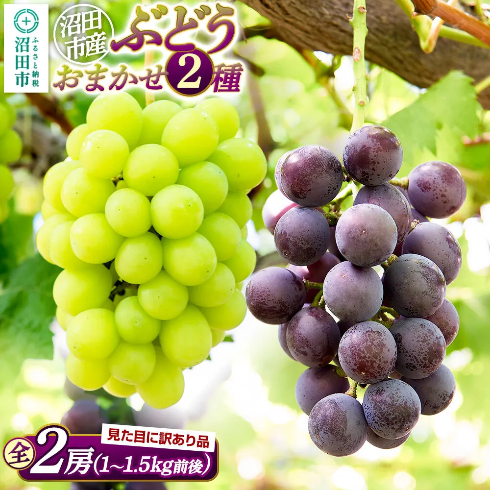 沼田市産 ぶどう おまかせ2種 全2房 (約1kg〜1.5kg) ご家庭用 まるいぶどう園 [葡萄 ぶどう ブドウ ご家庭用] 群馬県沼田市