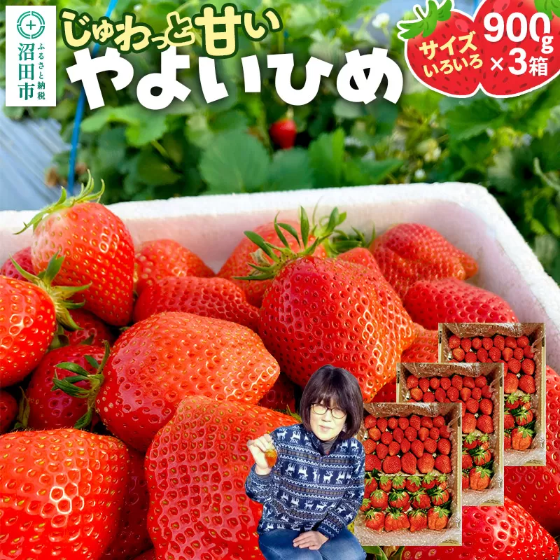 じゅわっと甘い！サイズいろいろ「やよいひめ」約2700g（約900g×3箱／梱包込）山口いちご園