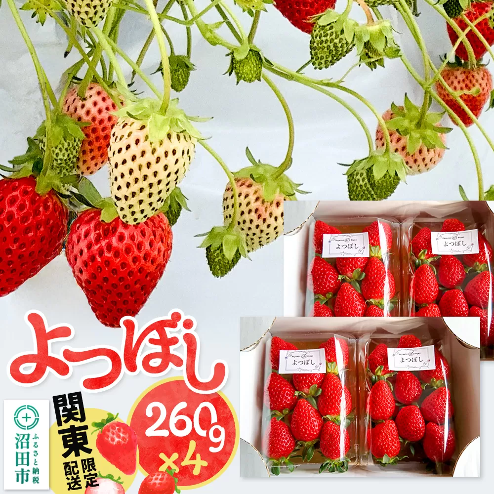 《2026年1月上旬〜3月下旬発送》関東限定配送 イチゴ よつぼし 約260gパック×4 群馬県沼田市