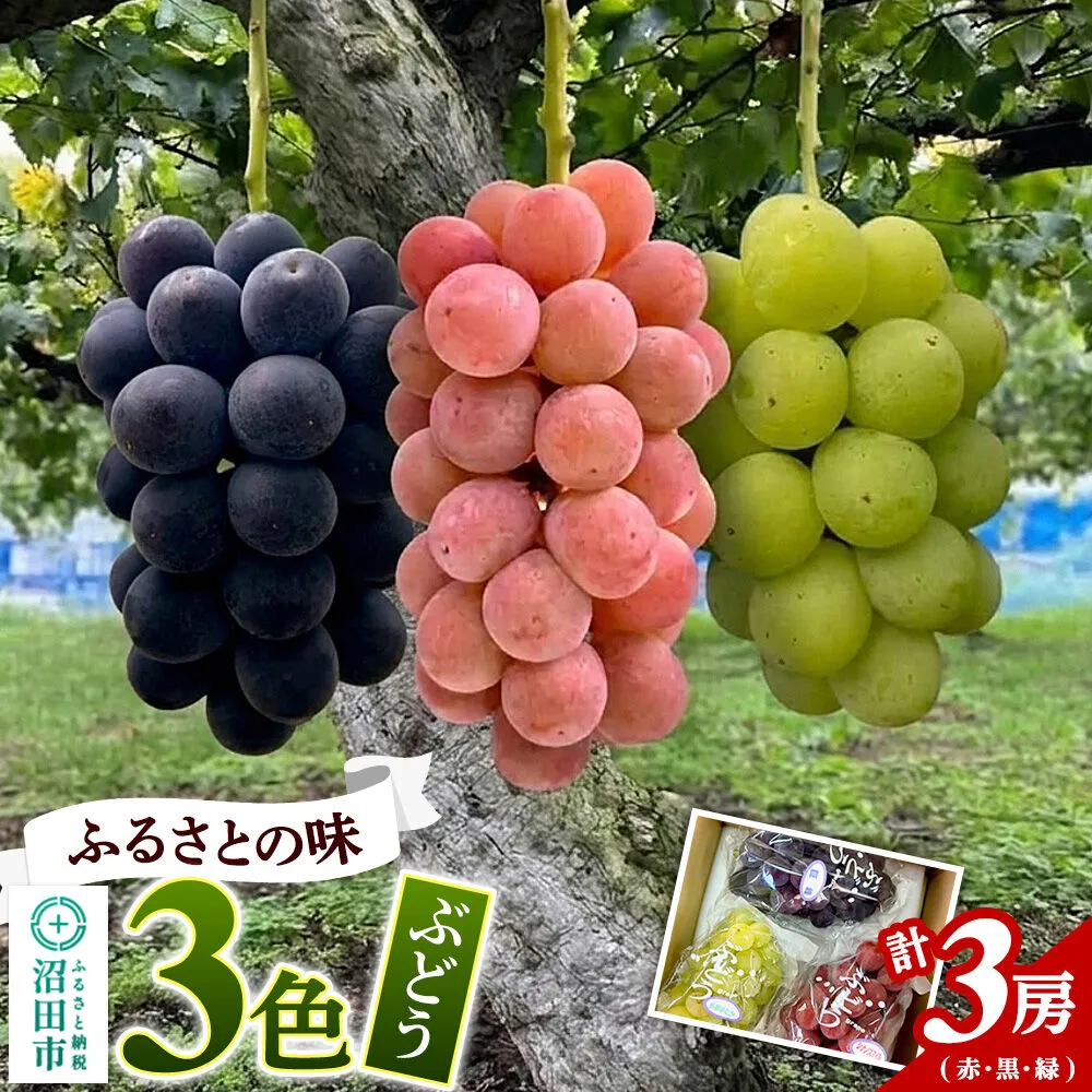 ぶどう ふるさとの味3色（赤・黒・緑）セット 計3房 群馬県 沼田市 やまいしぶどう園 群馬県ぶどう品評会群馬県知事賞受賞 [葡萄 ぶどう ブドウ 濃厚 ジューシー 食べ比べ] 群馬県沼田市