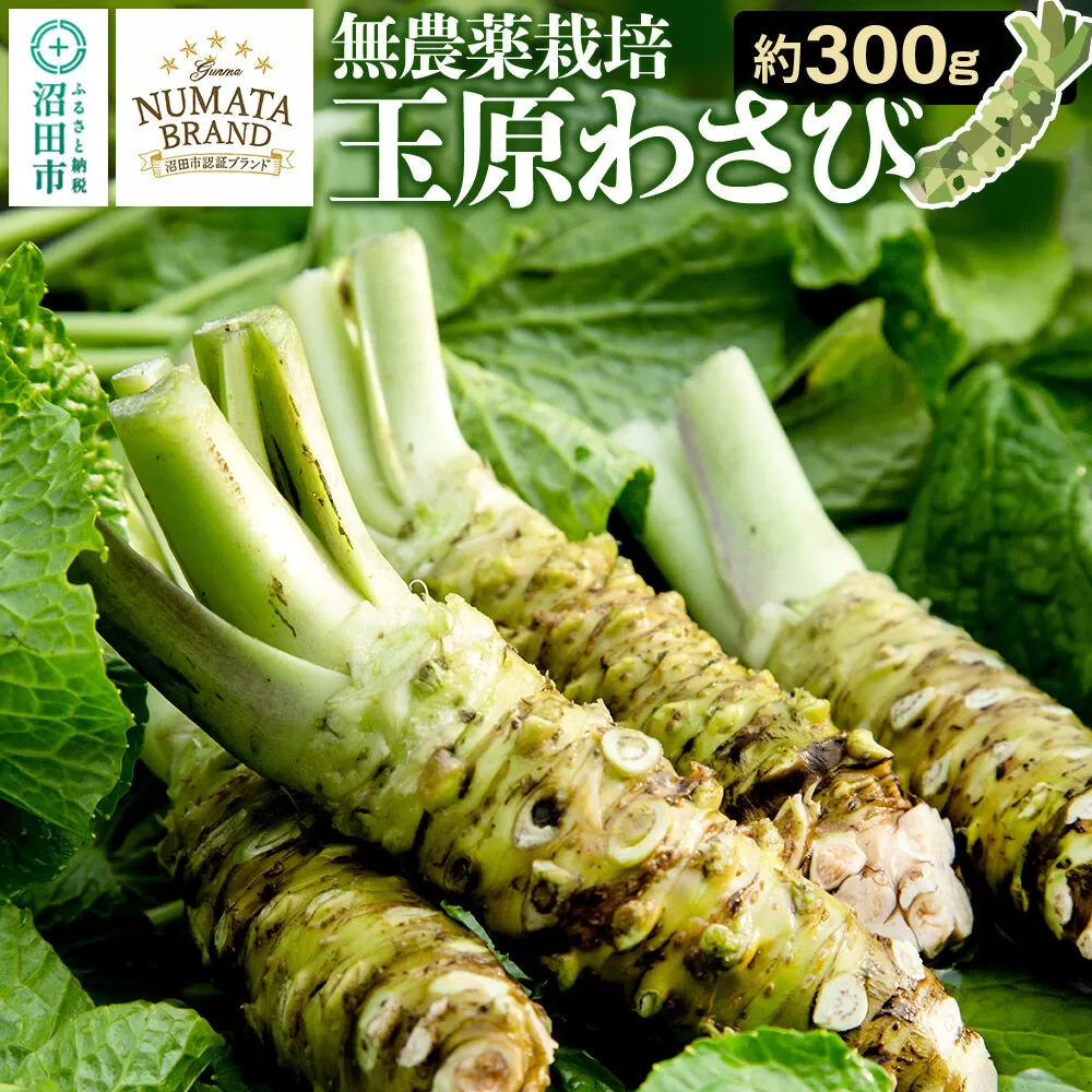 ぬまたブランド農産物 玉原わさび 生ワサビ 約300g [生わさび 生ワサビ 生山葵 本わさび 本ワサビ 本山葵] 群馬県沼田市