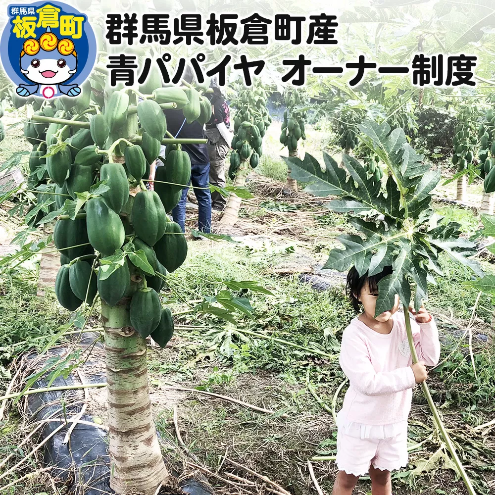 群馬県板倉町産 青パパイヤ オーナー制度
