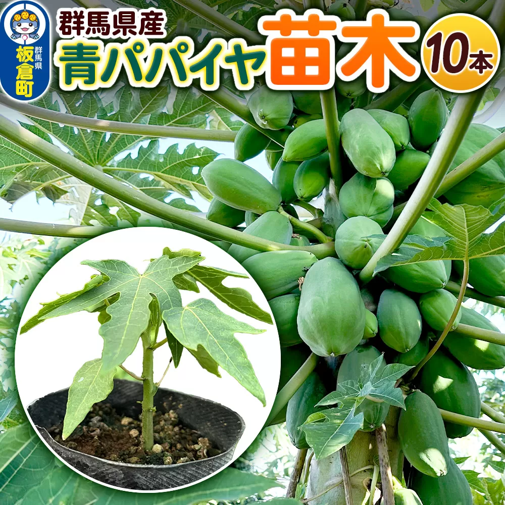 果物 苗 青パパイヤ 苗木 10本 群馬県板倉町 3寸ポット 群馬県板倉町