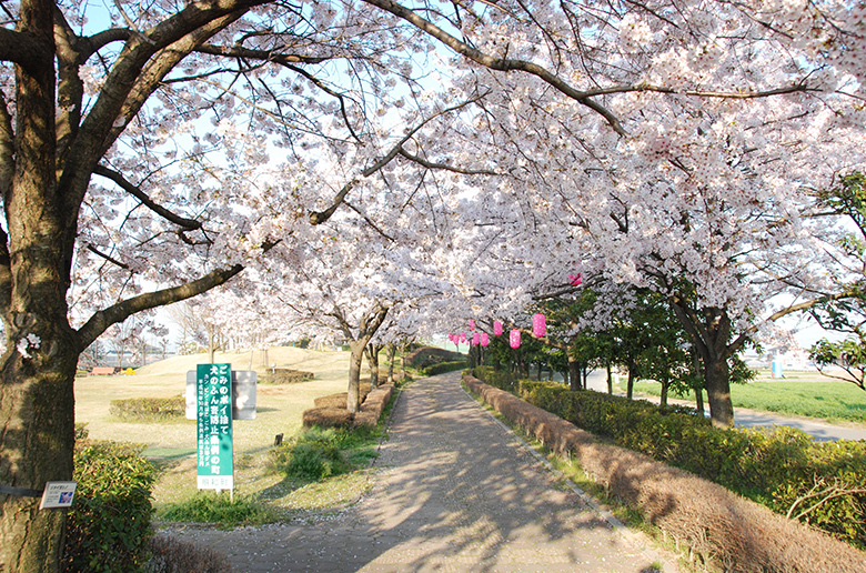 明和町　桜並木