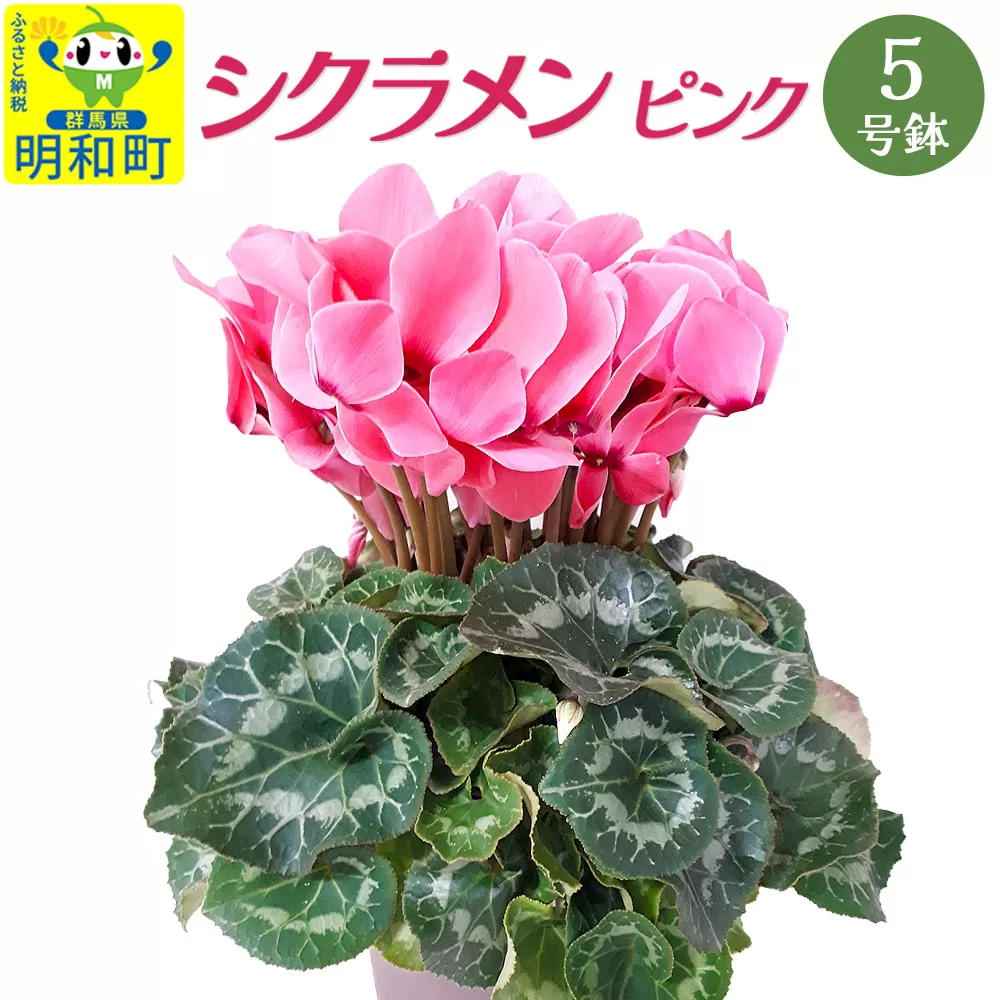 シクラメン(ピンク) 5号鉢 長持ち 育て方が簡単 冬の花 [期間限定] 群馬県明和町