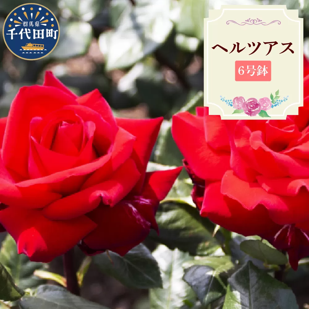 【群馬県千代田】ヘルツアス 【バラ】 鉢植え 6号鉢 鈴木ガーデン