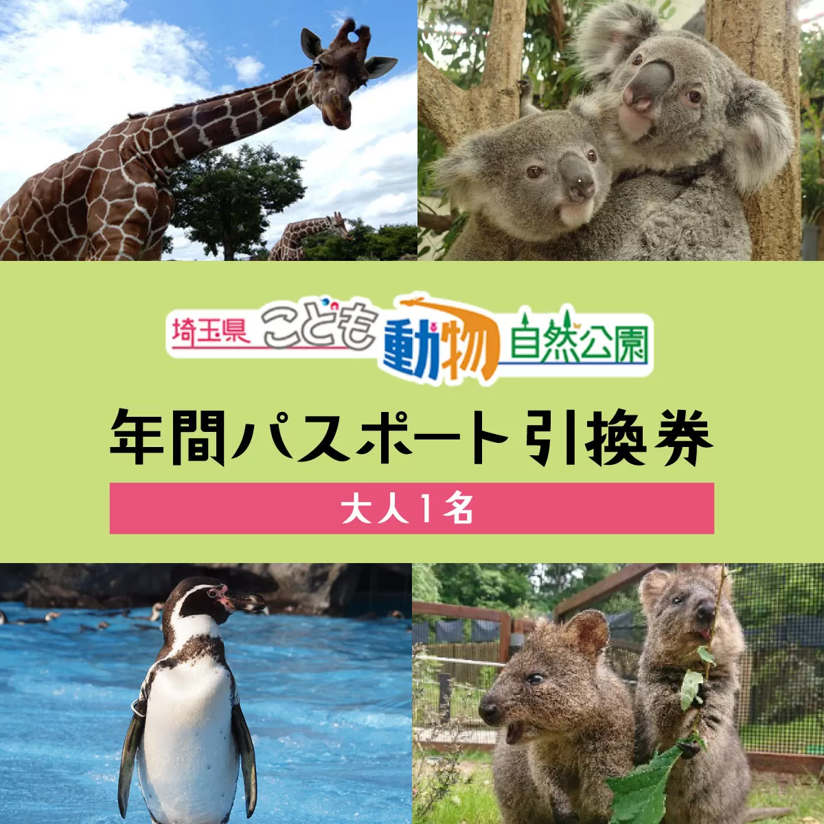 埼玉県こども動物自然公園 年間パスポート 大人1名 | 動物園 年パス 子ども こども 子供 家族 家族 ファミリー コアラ クオッカ カンガルー ペンギン 自然体験 幼児 小学生 家族で楽しむ 子供向け 年間利用可能 季節 イベント アウトドア アクティビティ 学びの場 入場券 遊び場 日帰り 埼玉県 東松山市