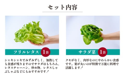 洗わず食べられる・室内水耕栽培＞ レタス4種 ｜ 農薬不使用 4種