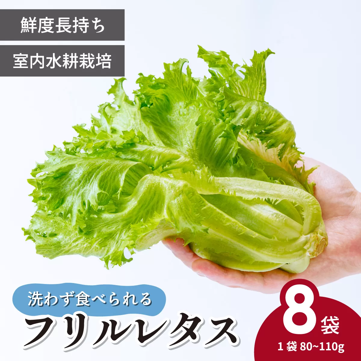 ＜洗わず食べられる・室内水耕栽培＞ フリルレタス 8袋(80～110g/袋) | レタス 洗わずに食べられる 新鮮レタス オーガニック野菜 無農薬 野菜直送 フレッシュ サラダ用野菜 健康志向 こだわり フレッシュ 産地直送 食品ギフト セット 緑黄色野菜 新鮮 安心野菜 旬 低カロリー レタスボウル カロテン 埼玉県 東松山市