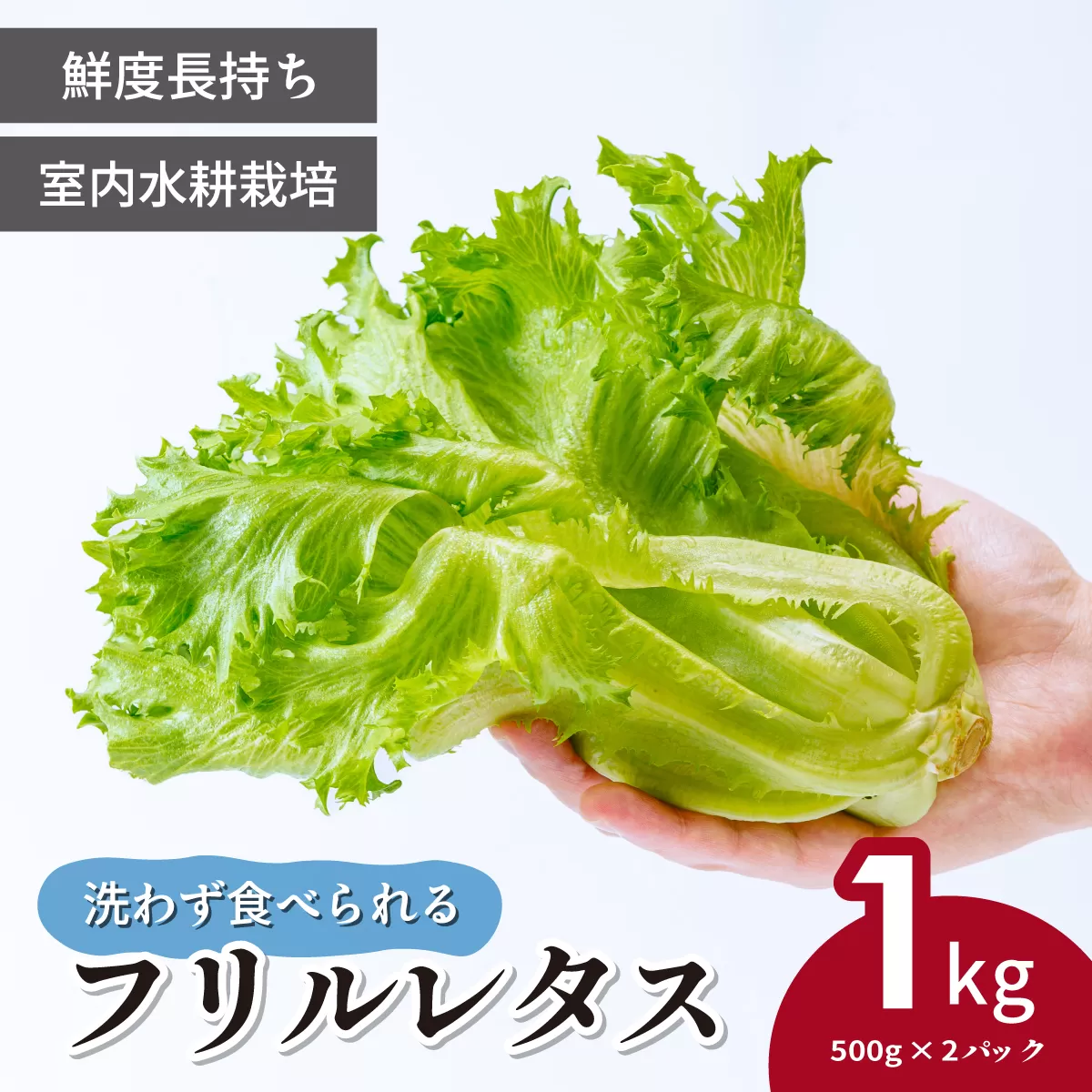 ＜洗わず食べられる・室内水耕栽培＞ フリルレタス お徳用 500g×2パック 1kg | レタス 減農薬 新鮮 洗わずに食べられる 新鮮レタス オーガニック野菜 室内栽培 清潔 野菜直送 フレッシュ サラダ用 健康志向 フレッシュ 産地直送 緑黄色野菜 埼玉県 東松山市