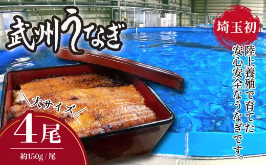 武州うなぎ 国産うなぎ蒲焼 大サイズ 4尾 冷凍真空パック（約150g） | うなぎ 国産うなぎ 蒲焼き 特選 ギフト 父の日 母の日 誕生日 お祝い 土用の丑の日 御歳暮 お歳暮 大サイズ 冷凍 真空パック レンジ対応 美味しい グルメ 家庭用 選べる尾数 埼玉県 東松山市