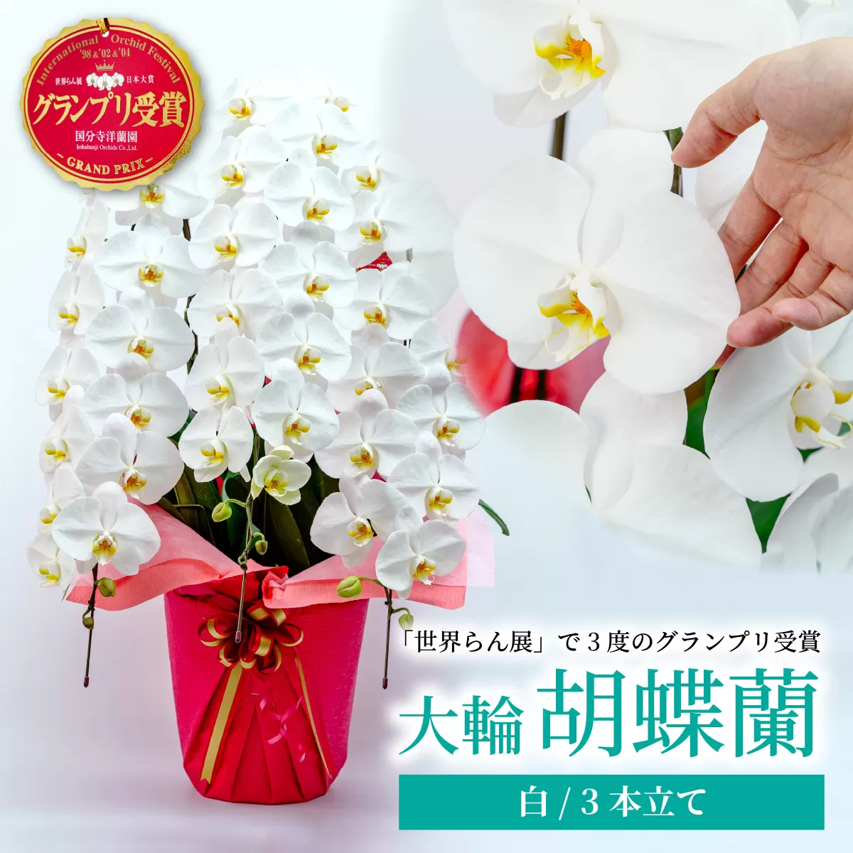 胡蝶蘭 白 3本立て | 花 お花 大輪胡蝶蘭 こちょうらん コチョウラン 蘭 洋蘭 花 贈答 開店祝い ギフト 贈り物 プレゼント 御祝 お祝い 開業祝い 慶事 新築祝い 引越し祝い 結婚祝い 出産祝い 内祝い 昇進祝い 誕生日 結婚記念日 記念日 母の日 父の日 敬老の日 お中元 お歳暮 仏事 慶弔 国分寺洋蘭園 埼玉県 北本市