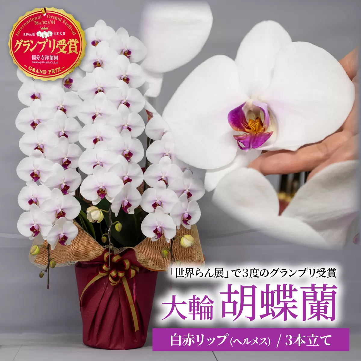 胡蝶蘭 白色赤リップ ヘルメス 大輪 3本立て | 花 お花 大輪胡蝶蘭 こちょうらん コチョウラン 蘭 洋蘭 花 贈答 開店祝い ギフト 贈り物 プレゼント 御祝 お祝い 開業祝い 新築祝い 引越し祝い 結婚祝い 出産祝い 内祝い 昇進祝い 誕生日 結婚記念日 記念日 母の日 父の日 敬老の日 お中元 お歳暮 仏事 国分寺洋蘭園 埼玉県 北本市