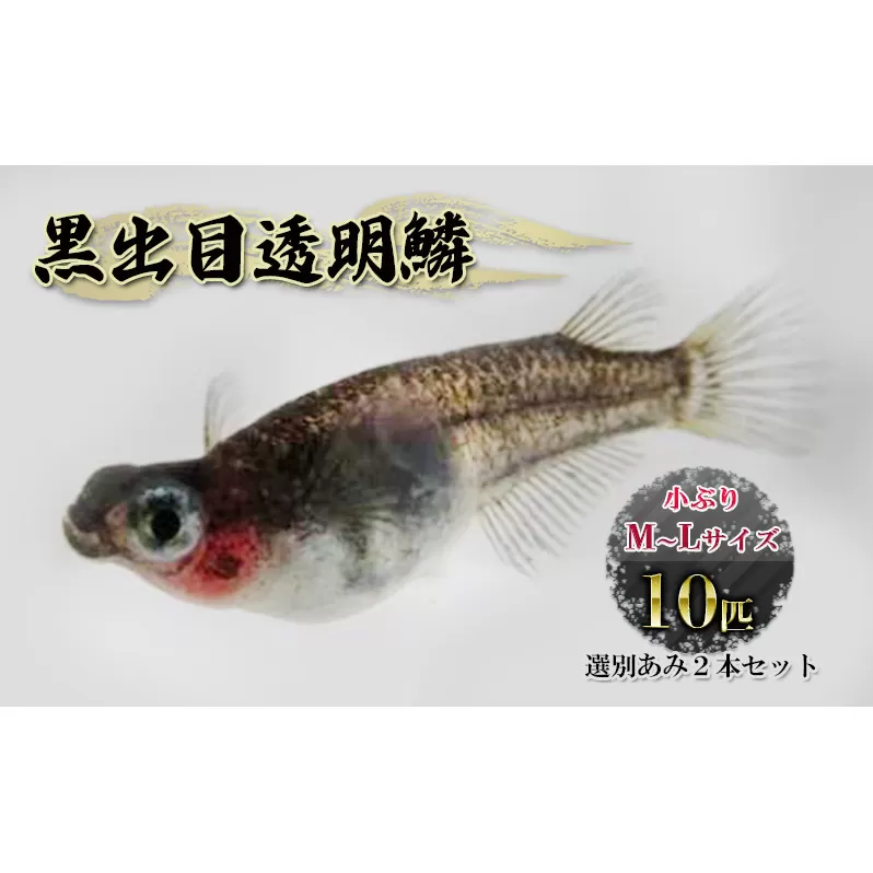 黒出目透明鱗 小ぶりM～Lサイズ前後１０匹 選別あみ２本セット 生き物 生体 観賞魚 魚 アクアリウム ペット 