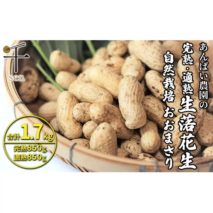落花生 あんばい農園の完熟・適熟 生落花生 セット 1.7kg 食べ比べ　千ブランド【生落花生 落花生 食べ比べ 豆 つまみ おつまみ】 ピーナッツ 大粒 