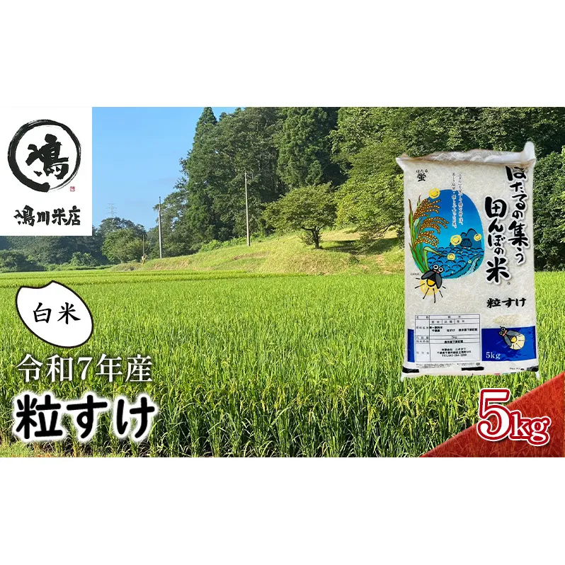 新米　令和7年 粒すけ 5kg 千葉産 白米　【 お米 こめ コメ おこめ 】 