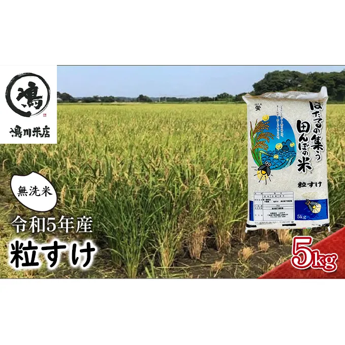 米 令和5年 新品種 粒すけ 5kg 千葉産 乾式 無洗米　【 お米 こめ コメ おこめ 】