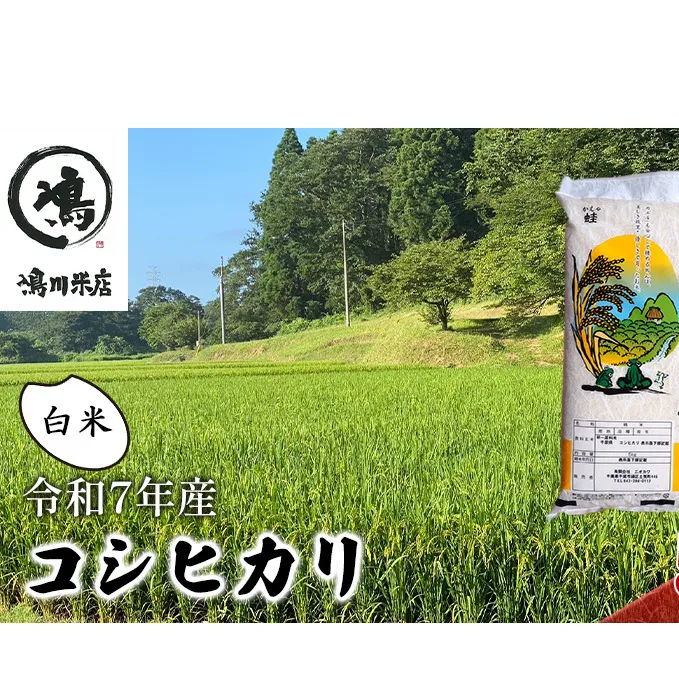 新米　令和7年 コシヒカリ　白米　5kg お米 精米 粘りつやつや 甘み 美味しい 新鮮 