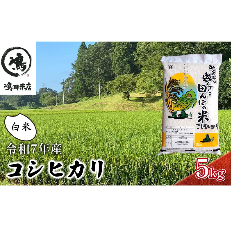 最短出荷 2日から7日以内に発送 令和7年 コシヒカリ　白米　5kg お米 精米 粘りつやつや 甘み 美味しい 新鮮