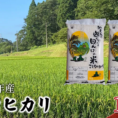 【令和8年産】 コシヒカリ　白米　10kg お米 精米 粘りつやつや 甘み 美味しい 新鮮