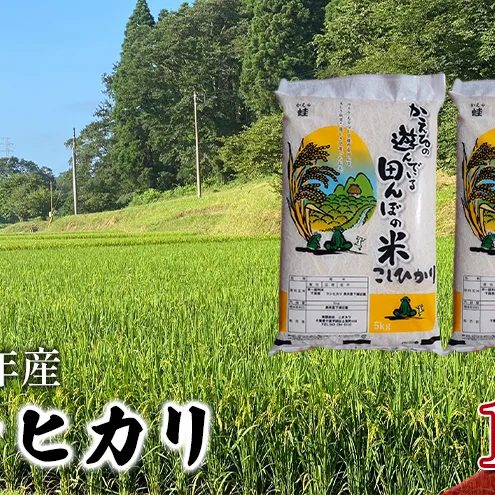 【令和8年産】 コシヒカリ　無洗米　10kg お米 精米 粘りつやつや 甘み 美味しい 新鮮