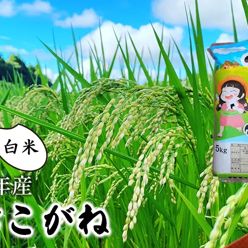 【令和8年産】ふさこがね    白米5ｋｇお米千葉県