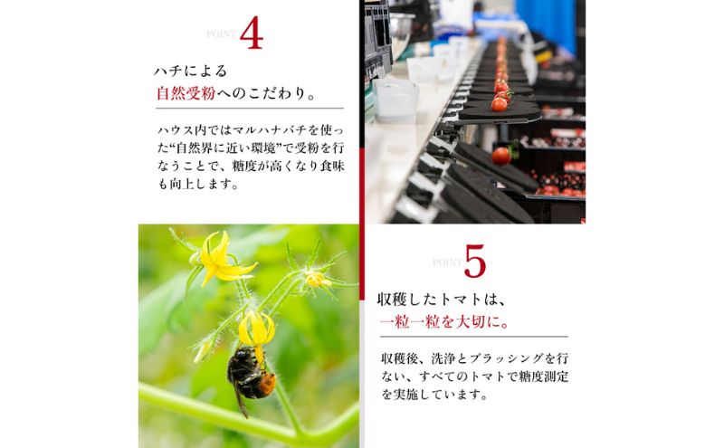 OSMIC トマト トマトグランプリ優勝 mini Premium 500g ミニトマト 