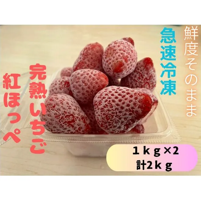 鮮度そのまま!!急速冷凍完熟いちご(紅ほっぺ)1kg×２個セット　ふぁいんファーム