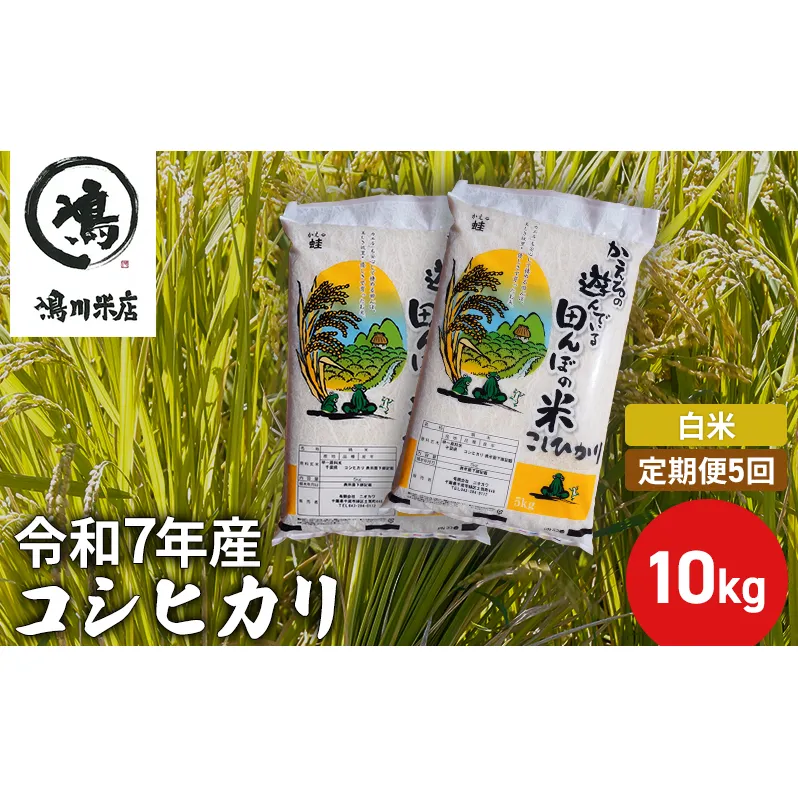 【定期5ヶ月】コシヒカリ　白米　10kg（5kg×2）令和7年産 お米 銘柄米 ご飯 おにぎり お弁当 和食 食卓 精米 国産 千葉県産 産地直送