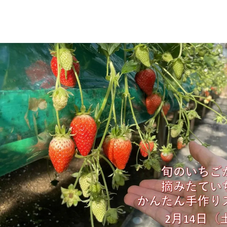 2月14日（土）旬のいちごが食べ放題！摘みたていちごで楽しむかんたん手作りスイーツ体験 1名様分 いちご狩り いちご スイーツ 体験 千葉あそび 千葉市