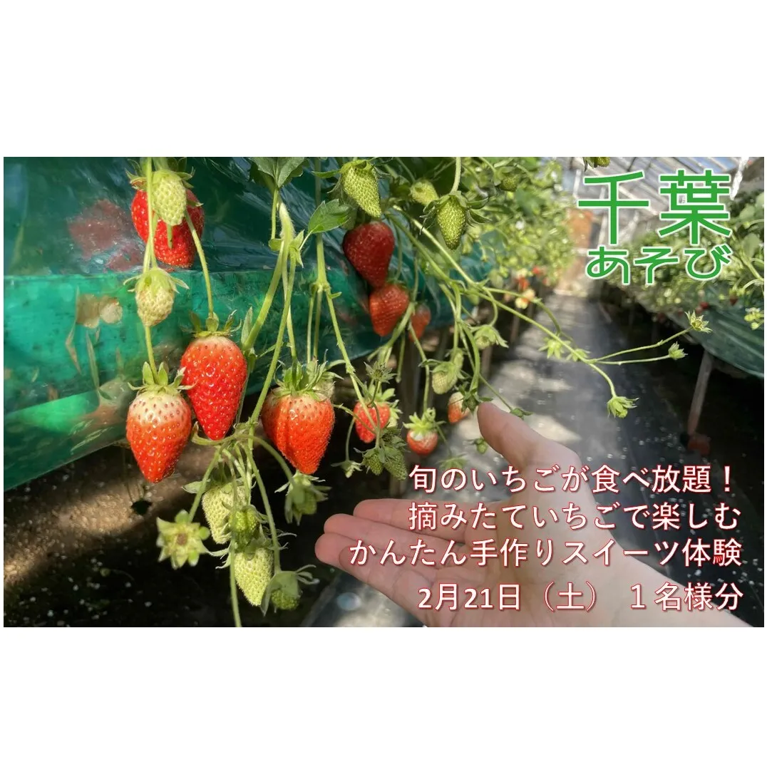 2月21日（土）旬のいちごが食べ放題！摘みたていちごで楽しむかんたん手作りスイーツ体験 1名様分 いちご狩り いちご スイーツ 体験 千葉あそび 千葉市