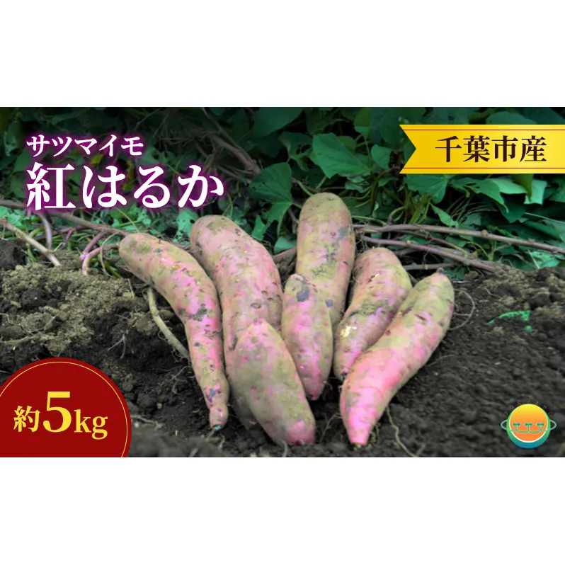 【先行受付】サツマイモ（紅はるか）約5kg 千葉市産／土付き無選別／未来につなぐ農業「つなぐファーム」／2025年12月上旬頃から順次発送