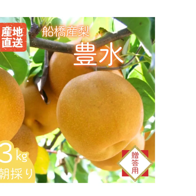 【2025年産先行予約】＜贈答用＞果汁たっぷりの極上梨「豊水・3kg」6～9玉 千葉県 船橋市産