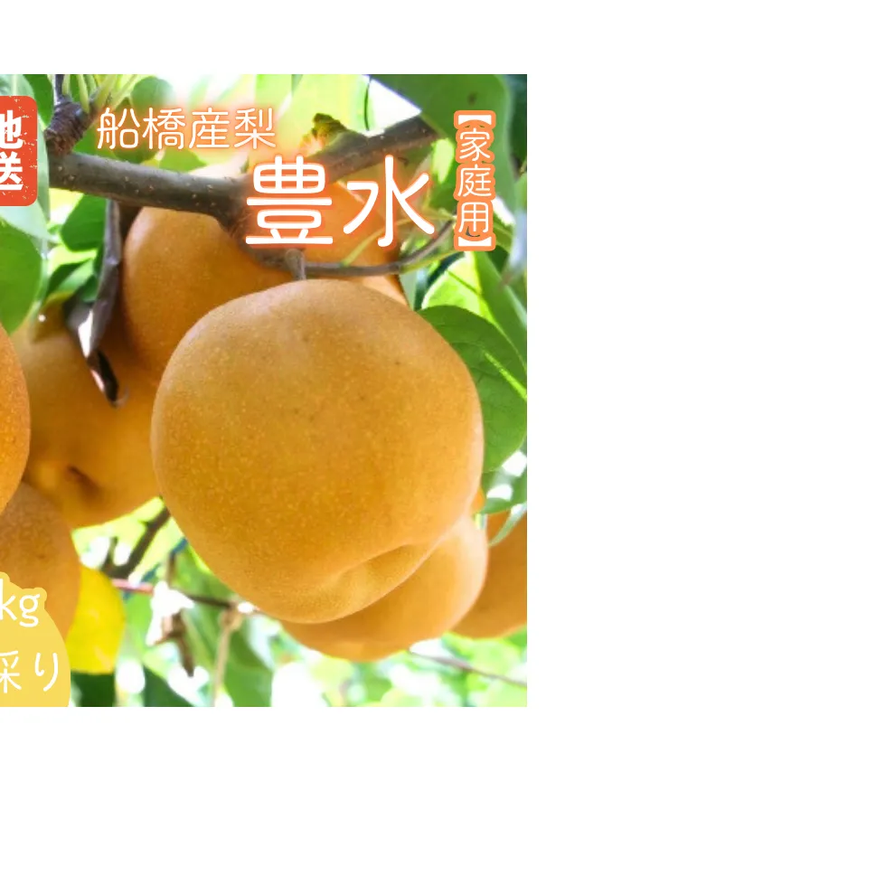 【2025年産先行予約】＜家庭用＞果汁たっぷりの極上梨「豊水・3kg」6～9玉 千葉県 船橋市産