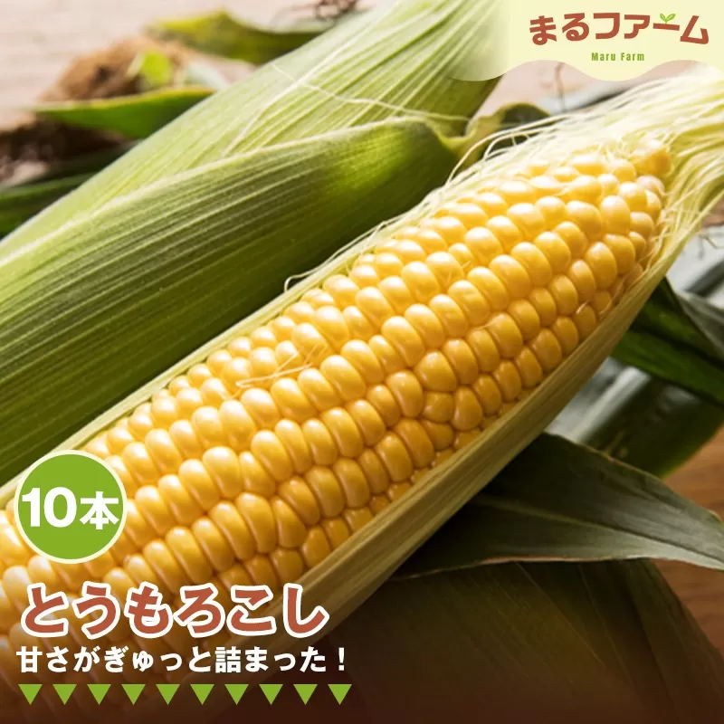 トウモロコシ　10本 No.373