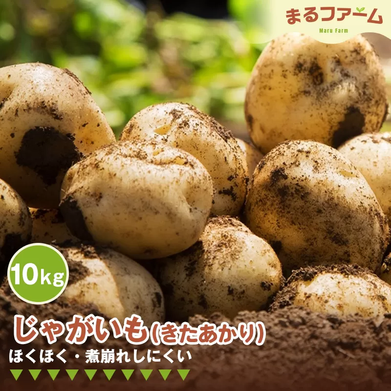 ジャガイモ（きたあかり） 10kg No.370