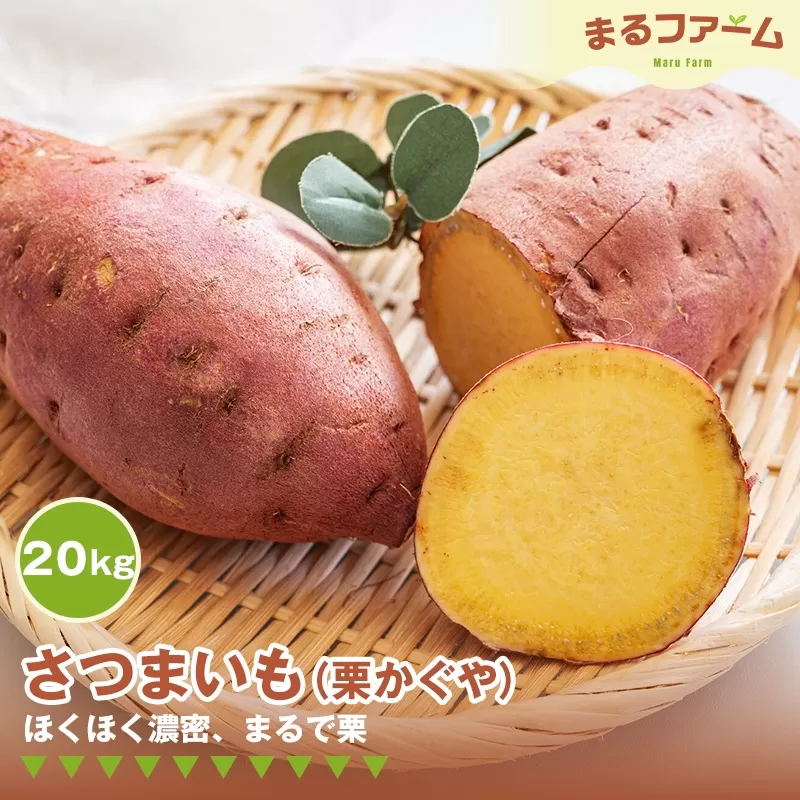 栗かぐや Lサイズ 20kg さつまいも サツマイモ（栗かぐや） 20kg No.386｜野田市｜千葉県｜返礼品をさがす