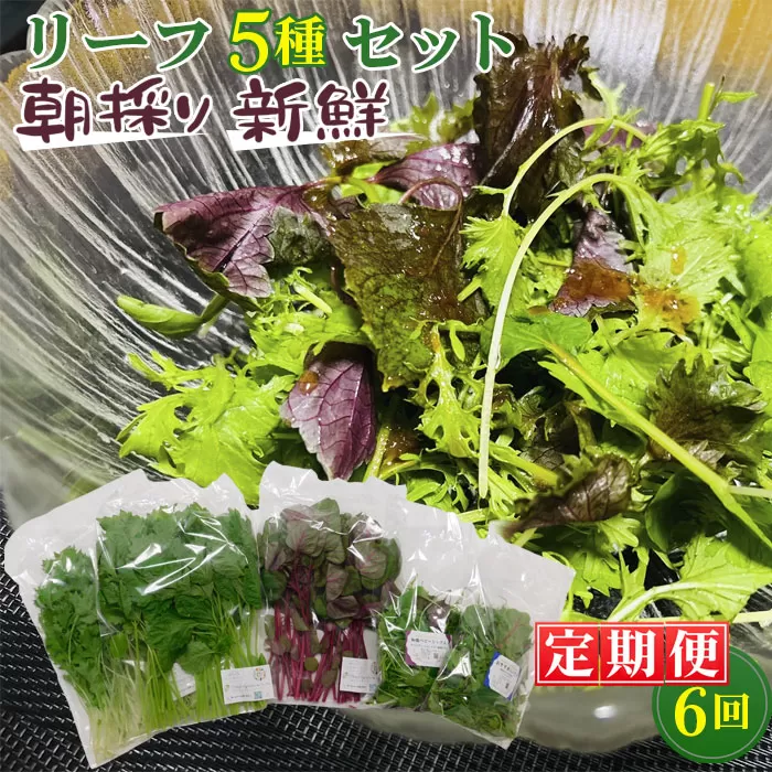 No.160 【毎月定期便6回】朝採りお日様リーフ5種セット